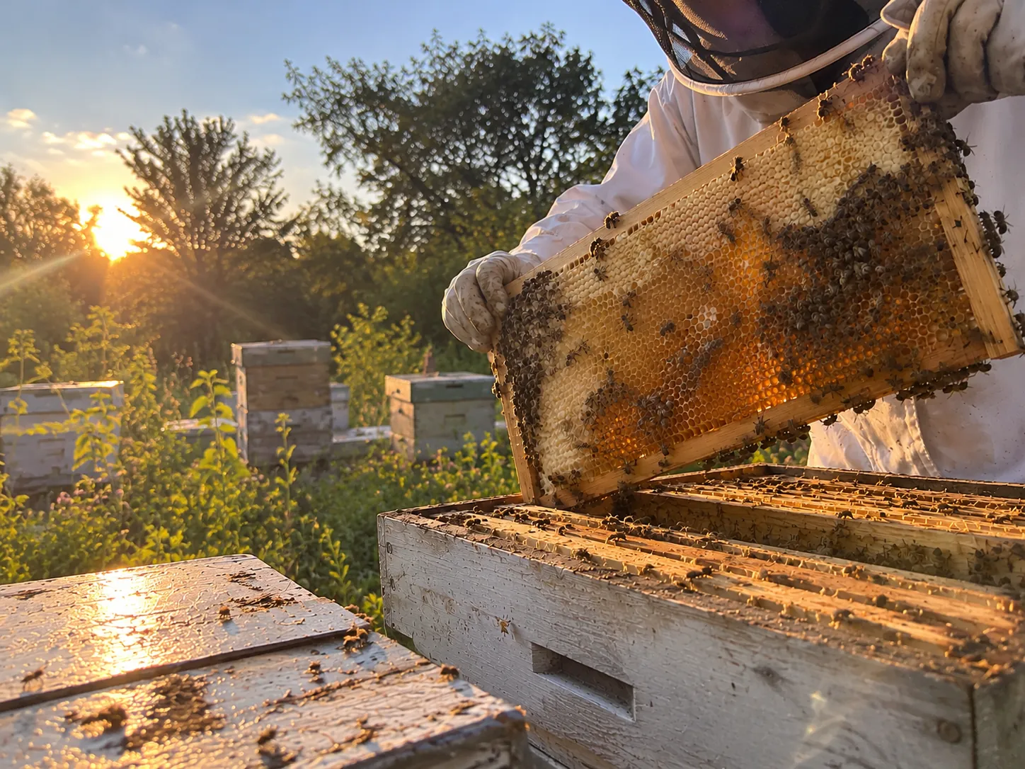 Beekeeper lifting a frame of capped honeycomb at golden hour